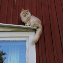 i cant get down...but please dont say anything to any one....this is embarrassing../ mikka summer 2020